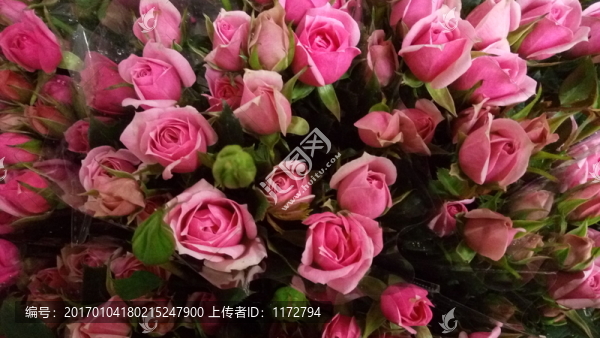 玫瑰花,粉玫瑰,玫瑰,玫瑰背景