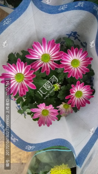 小菊花,菊花,花卉盆景,盆景栽