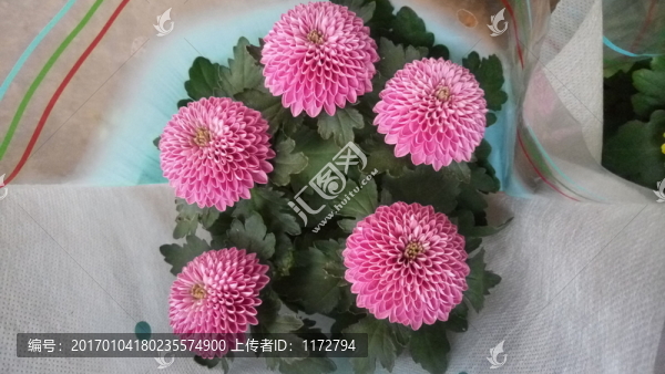 粉色花,花卉栽培,鮮花盆景