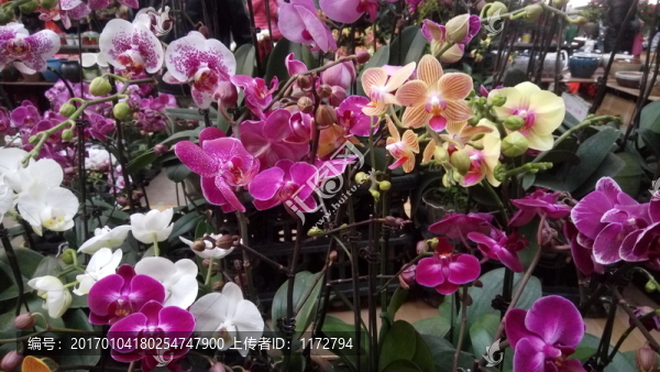 蝴蝶蘭,花卉種植,蝴蝶蘭種植