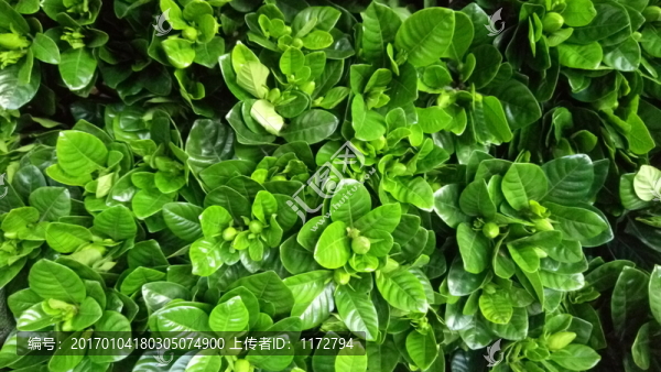 綠色植物,綠葉,植物栽培