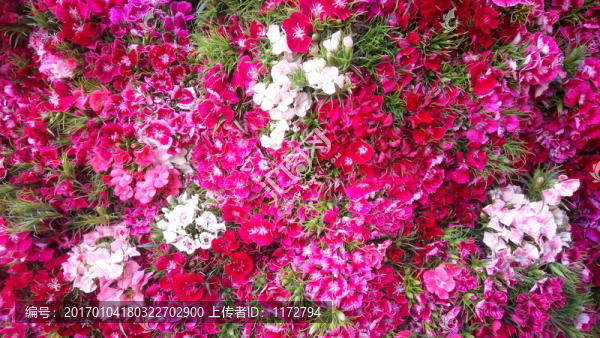 碎花,紫紅花,鮮花背景