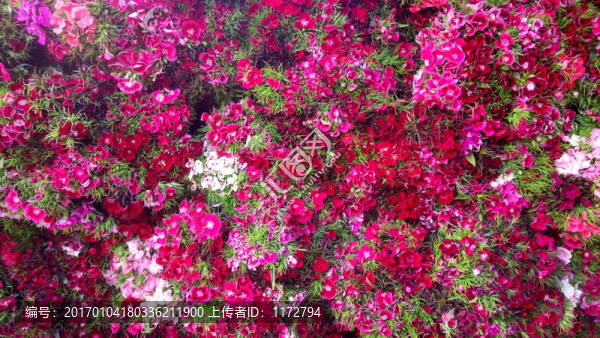 碎花,紫紅花,紫紅小花,碎花背