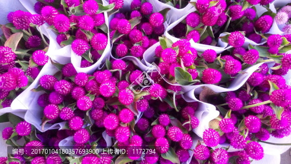 花球,花卉照片,鮮花栽培