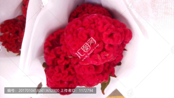 雞冠花,紅色雞冠花,奇怪的花