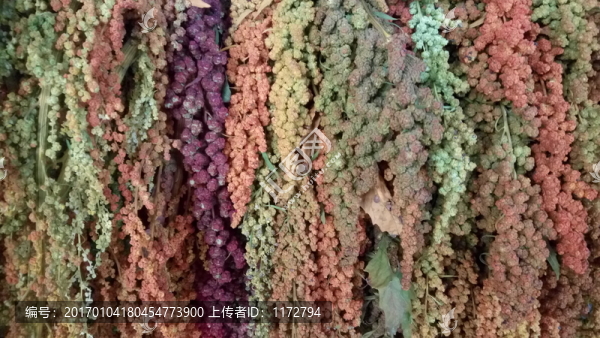 豐收,穗花,農(nóng)業(yè)特產(chǎn),農(nóng)作物