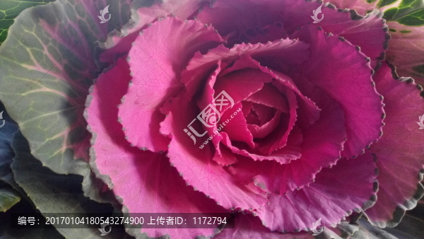 菜花,紅色菜花,奇怪菜花,花菜