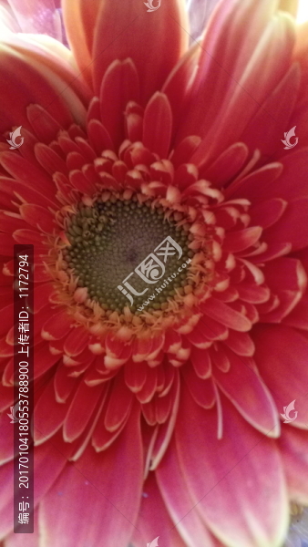 向陽(yáng)花,太陽(yáng)花,葵花,鮮花