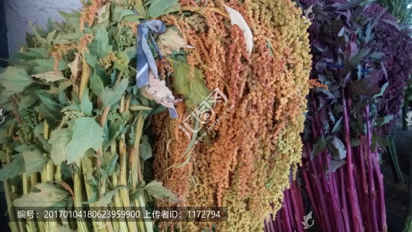 豐收,穗花,農(nóng)資交易,特色農(nóng)業(yè)