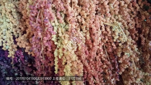 穗,豐收,特色農(nóng)作物,花卉