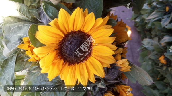 向陽(yáng)花,太陽(yáng)花,鮮花照片