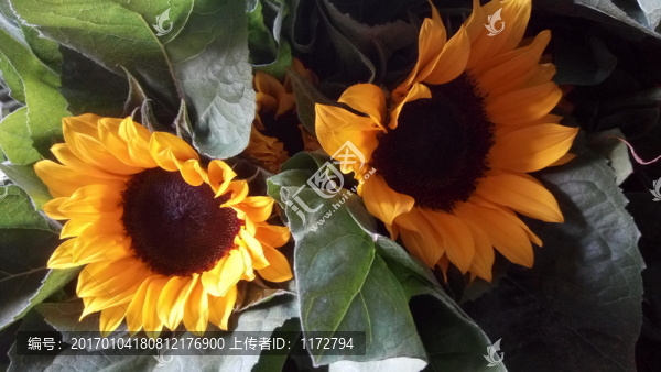 向陽花,太陽花,鮮花照片