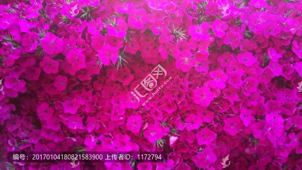 小碎花,紫紅花,小紫紅花