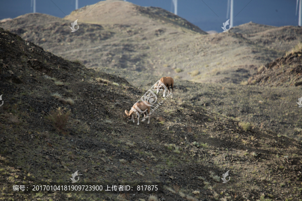 盤羊-匯圖網(wǎng) www.fosd68.com 盤羊