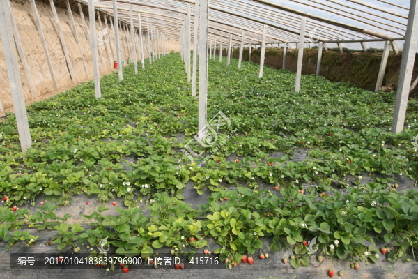 草莓大棚-匯圖網(wǎng) www.fosd68.com 草莓大棚