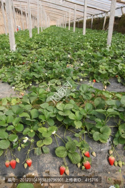 草莓種植