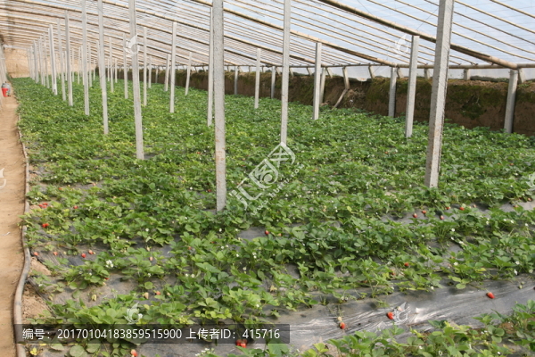 大棚草莓