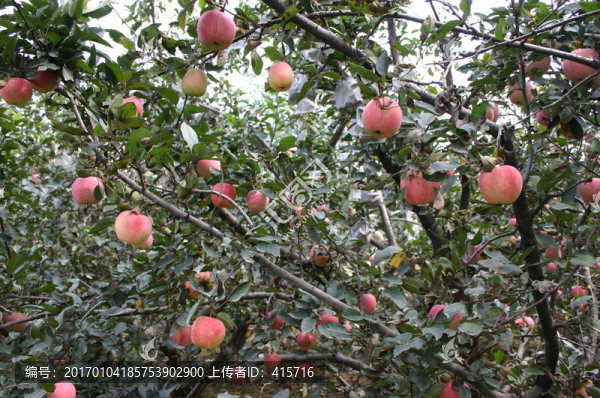 蘋果樹