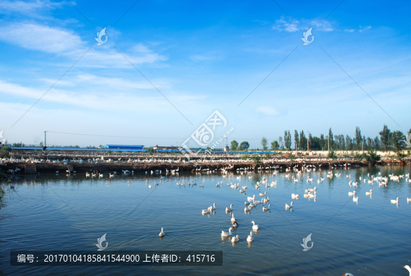 養(yǎng)鵝基地