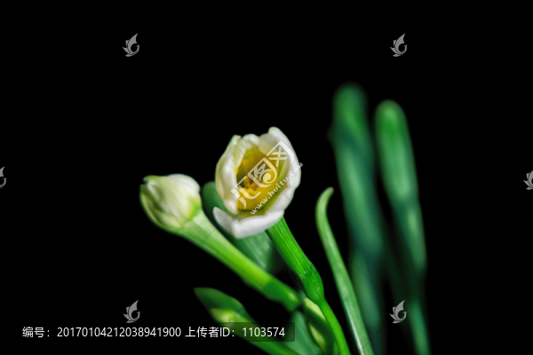 水仙花