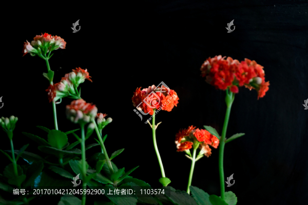 長(zhǎng)壽花