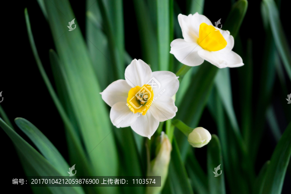 水仙花