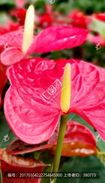 紅掌