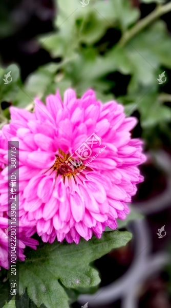 菊花
