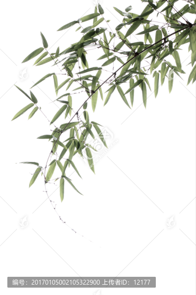 竹子