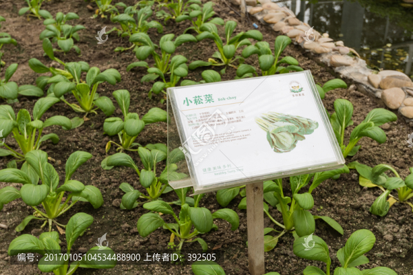 小青菜