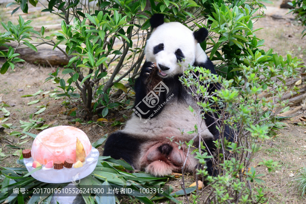 熊貓吃蛋糕
