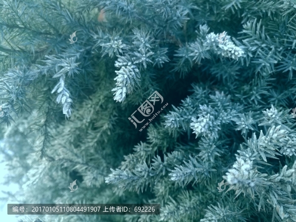 霜凍的松針