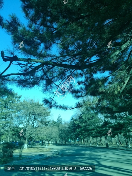 樹(shù)影