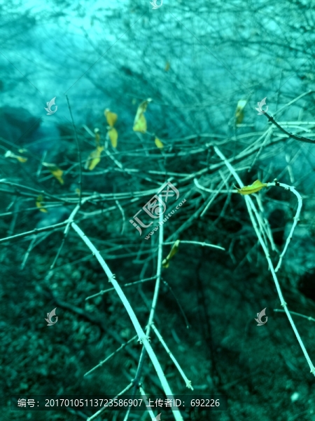 冬天的植物