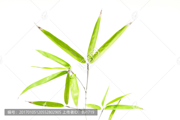 竹葉竹枝,陽光樹葉