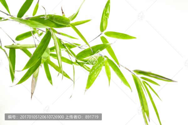 竹葉竹枝,陽(yáng)光樹(shù)葉