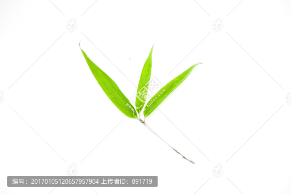 竹葉竹枝,陽(yáng)光樹(shù)葉