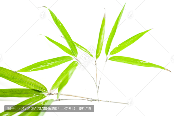 竹葉竹枝,陽(yáng)光樹(shù)葉