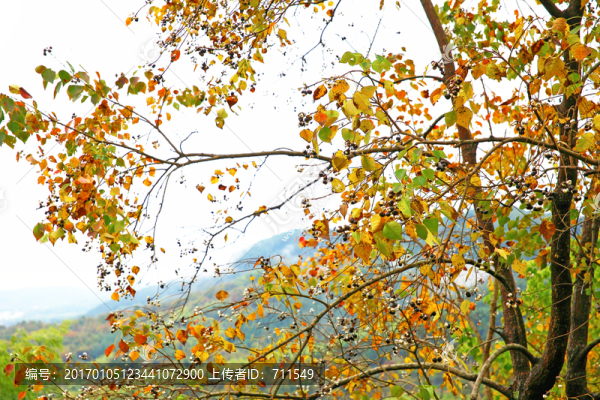 塔川烏桕樹(shù)