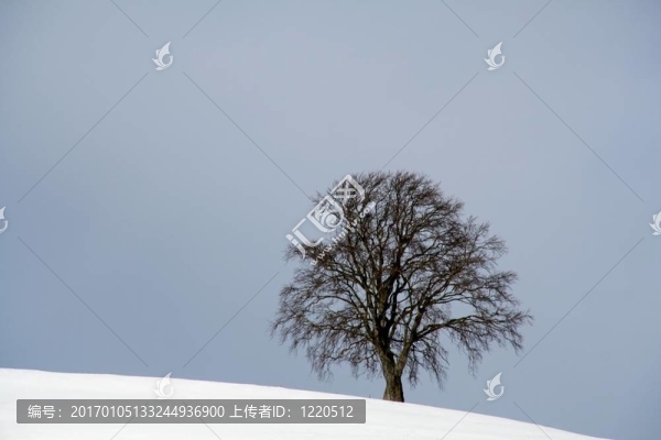 雪中孤獨(dú)的樹(shù)