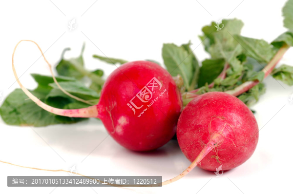 小蘿卜