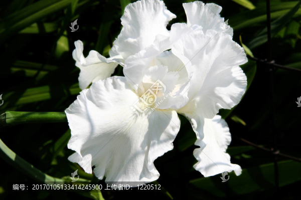 白胡子虹膜