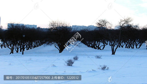 雪白的花園