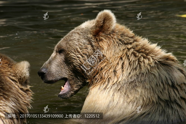 敘利亞棕熊