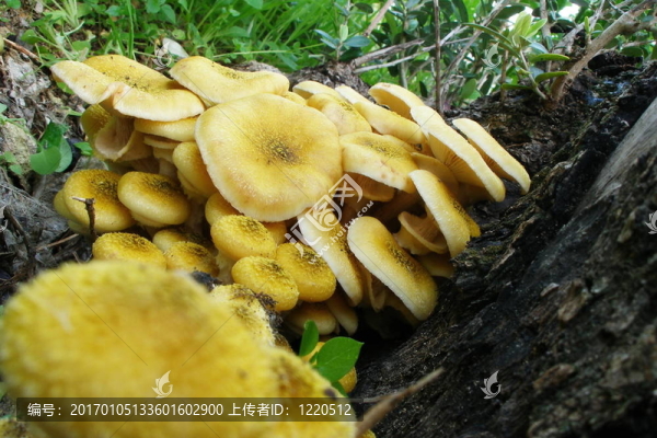 蘑菇
