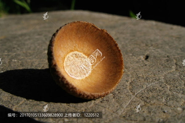 榛子