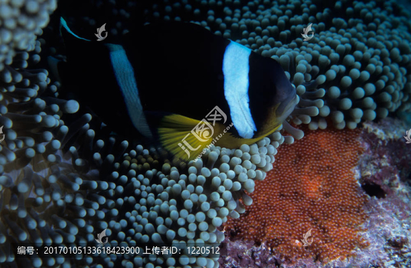 小丑魚和雞蛋