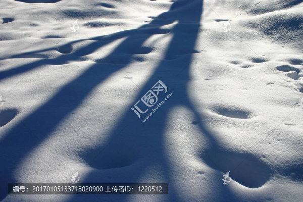 雪樹的影子