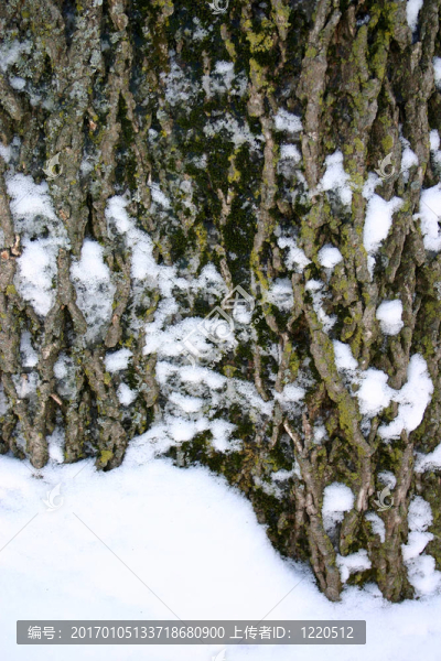 雪皮蘚