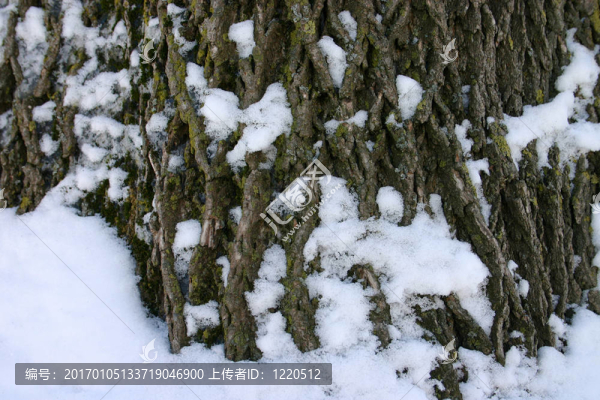 雪樹樹皮
